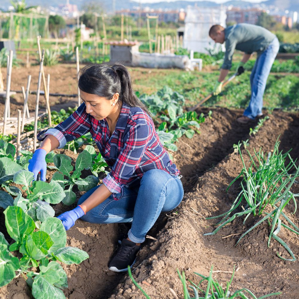 garden tending woman